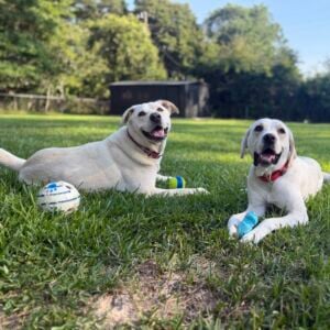 Gunner & Goose