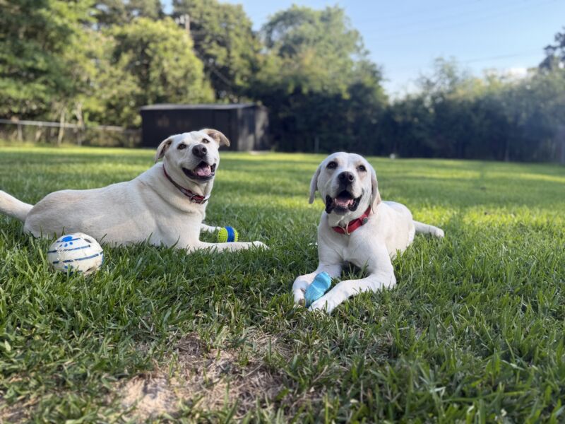 Gunner & Goose