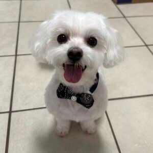 Bentley