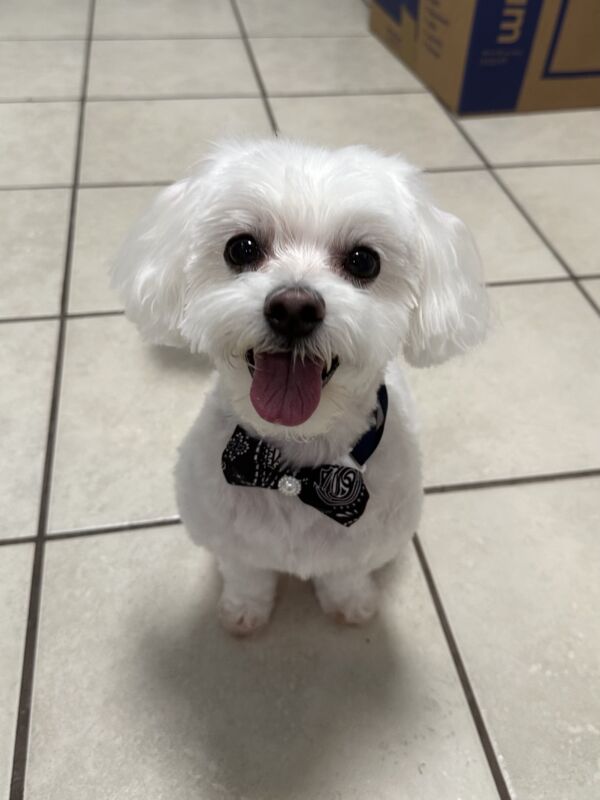 Bentley