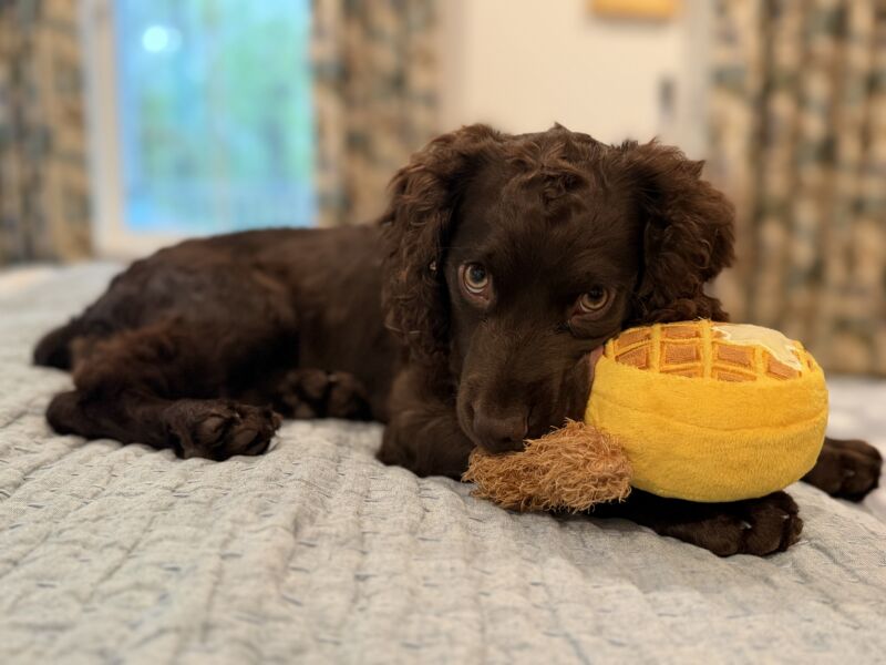 Minnie