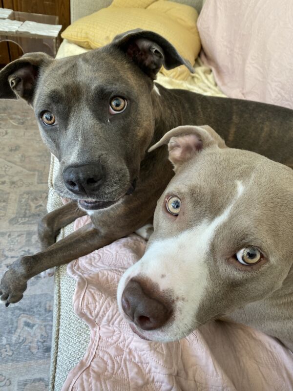 Poppy and Beluga