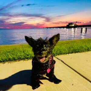 Gracie
