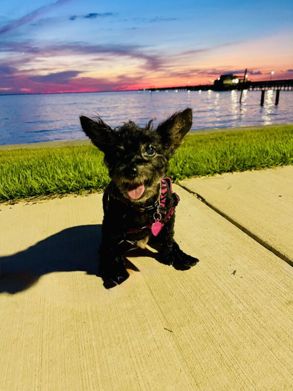 Gracie