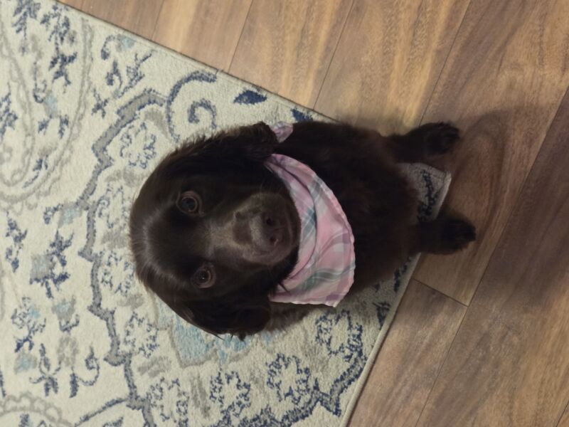 Lilly Mae