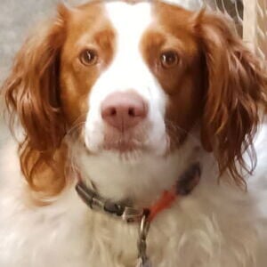 Sadie