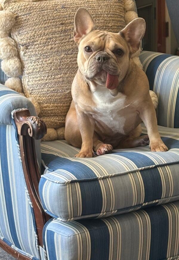 Hazel