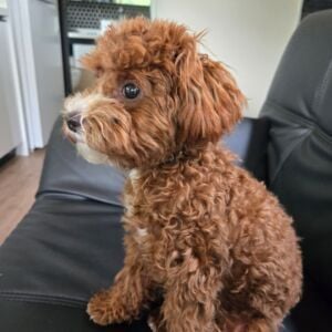 Baxter