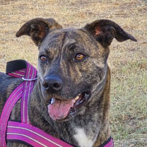 Boudicca