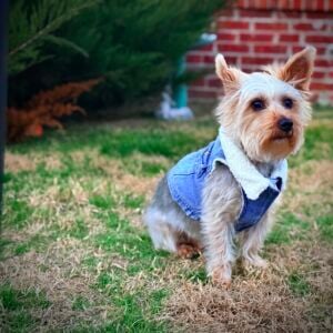 Cooper