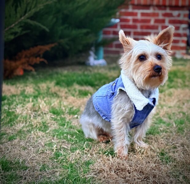 Cooper