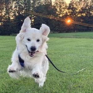 Lumi