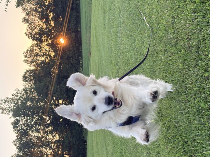 Lumi