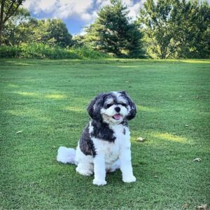 Addie