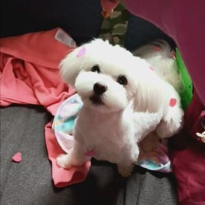 Snowball