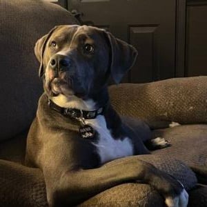Hank