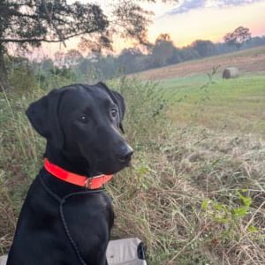 Sadie