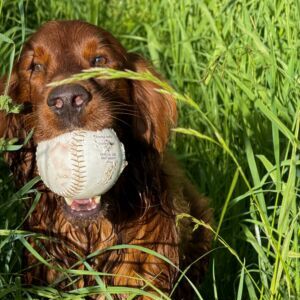 Cricket
