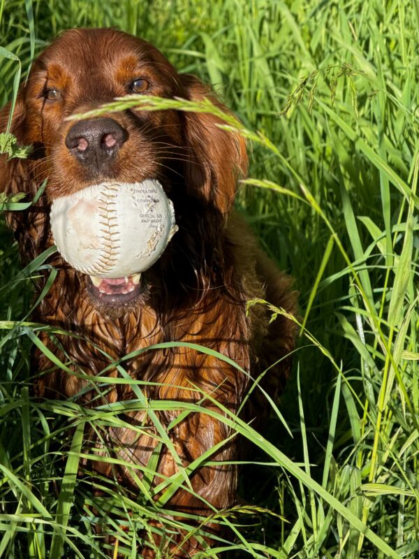 Cricket
