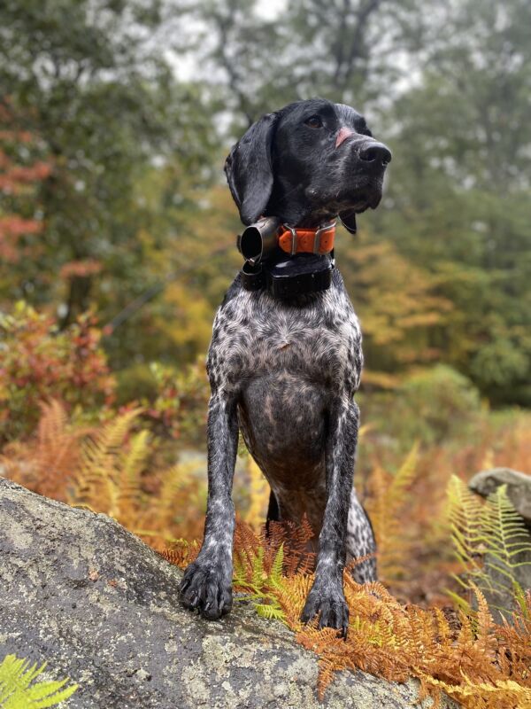Maggie