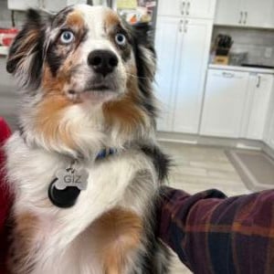 Gizmo