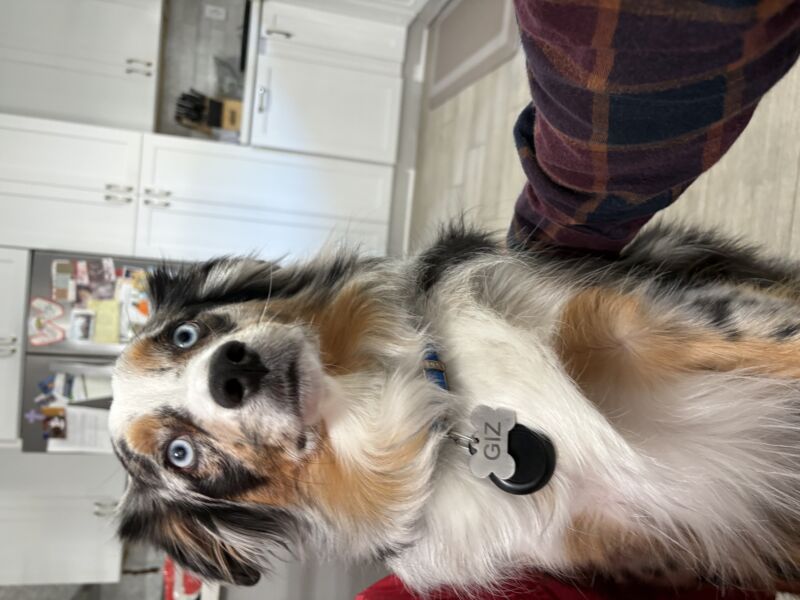 Gizmo