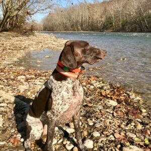Dixie