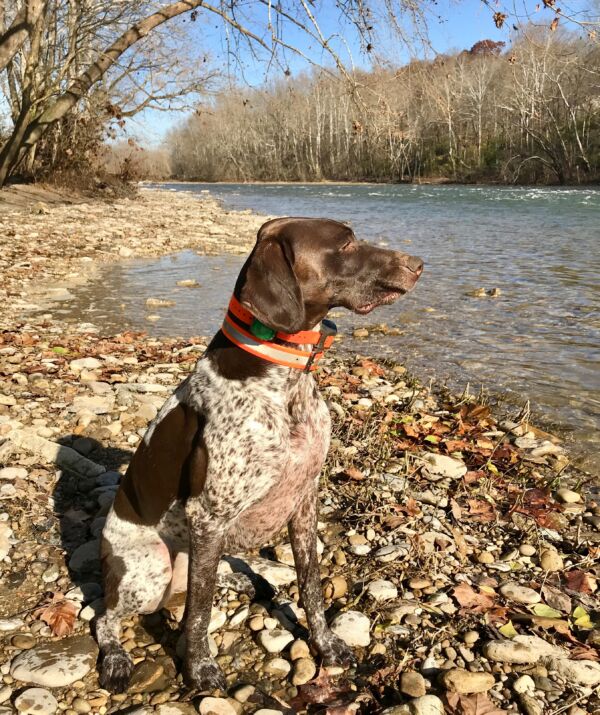 Dixie