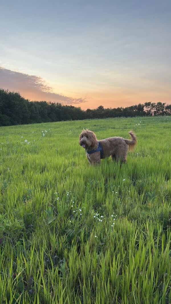Roux