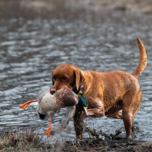 Dixie