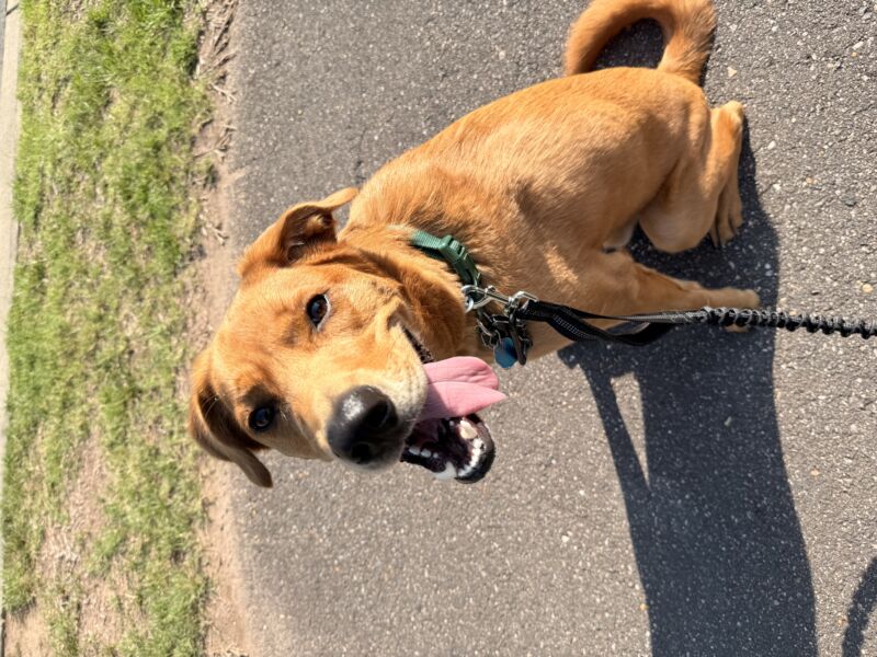 Kodi