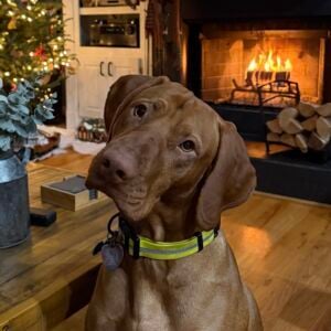 Bentley