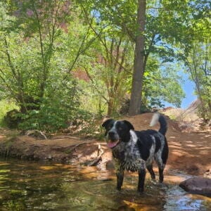 Bessie