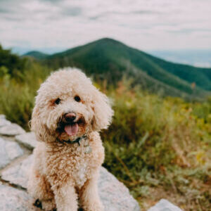 Rudy