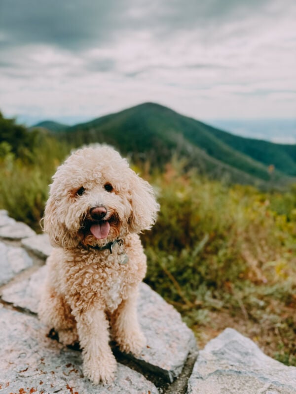 Rudy