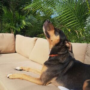 DOZER ( Bulldozer)