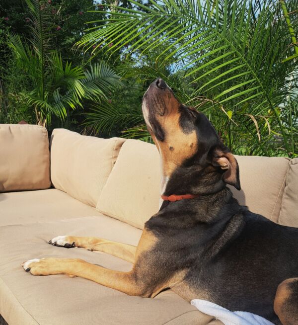 DOZER ( Bulldozer)