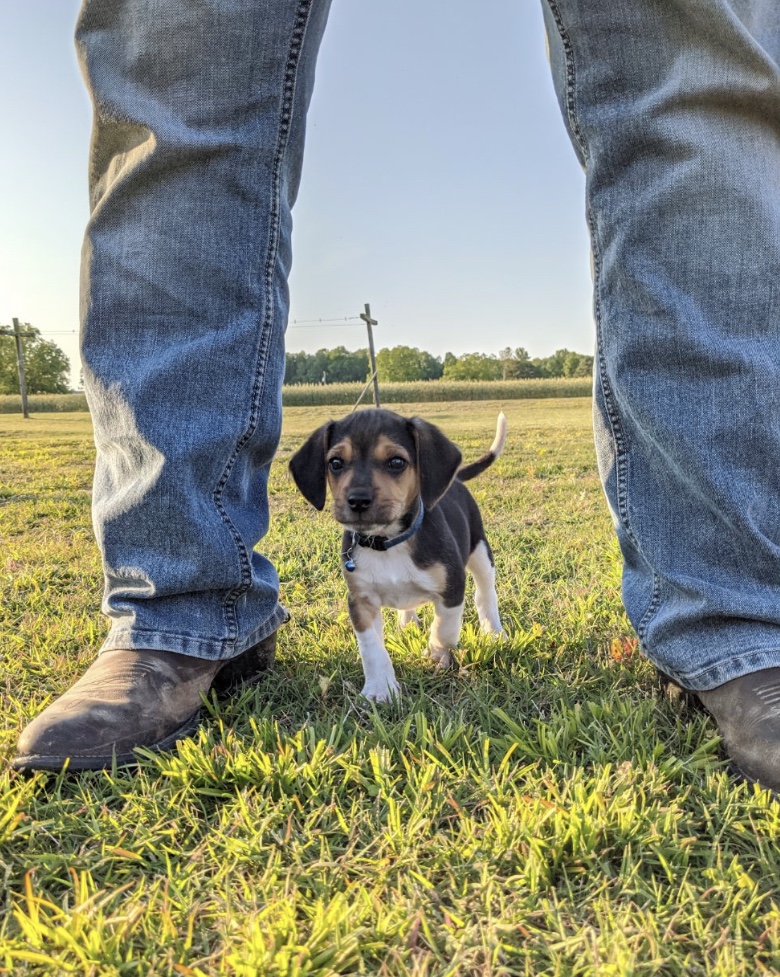 Duke, Beagle