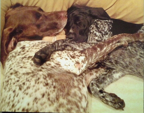 Luney and Dixie, German Shorthaired Pointer