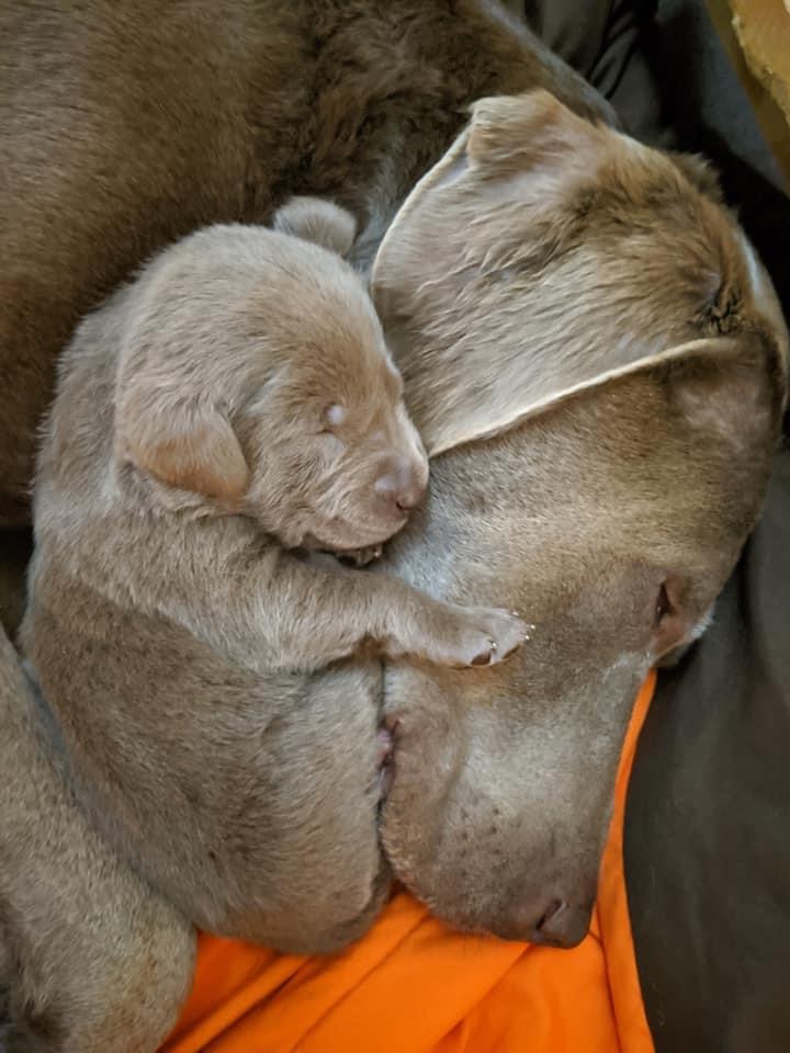 Puppy, Labrador Retriever