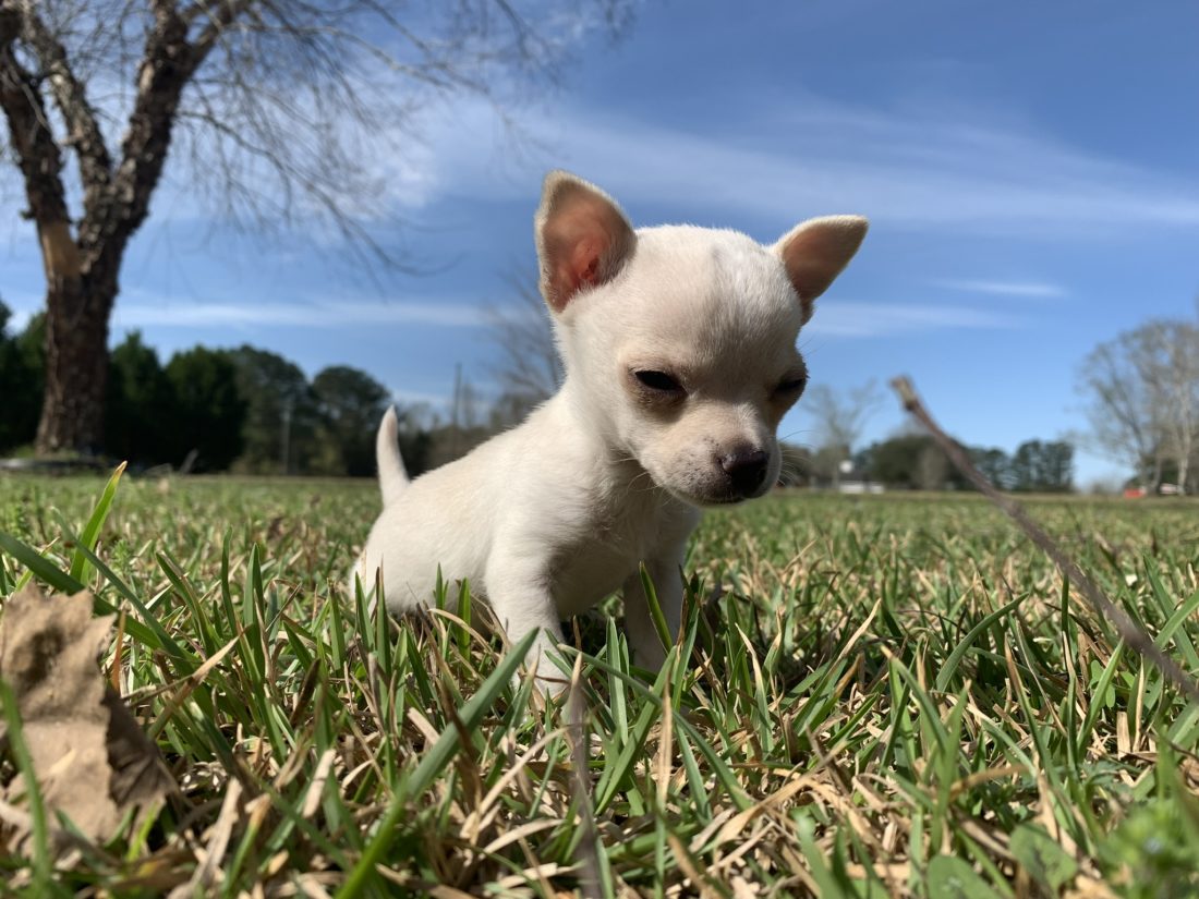 Sunny, Chihuahua