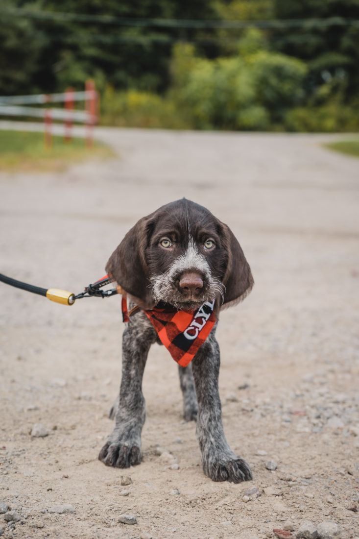 Clyde, German Wire-haired Pointer