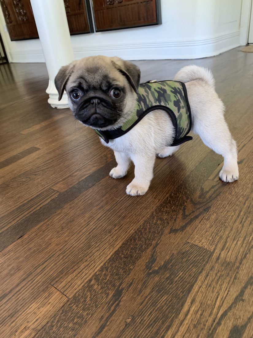 Scout, Pug