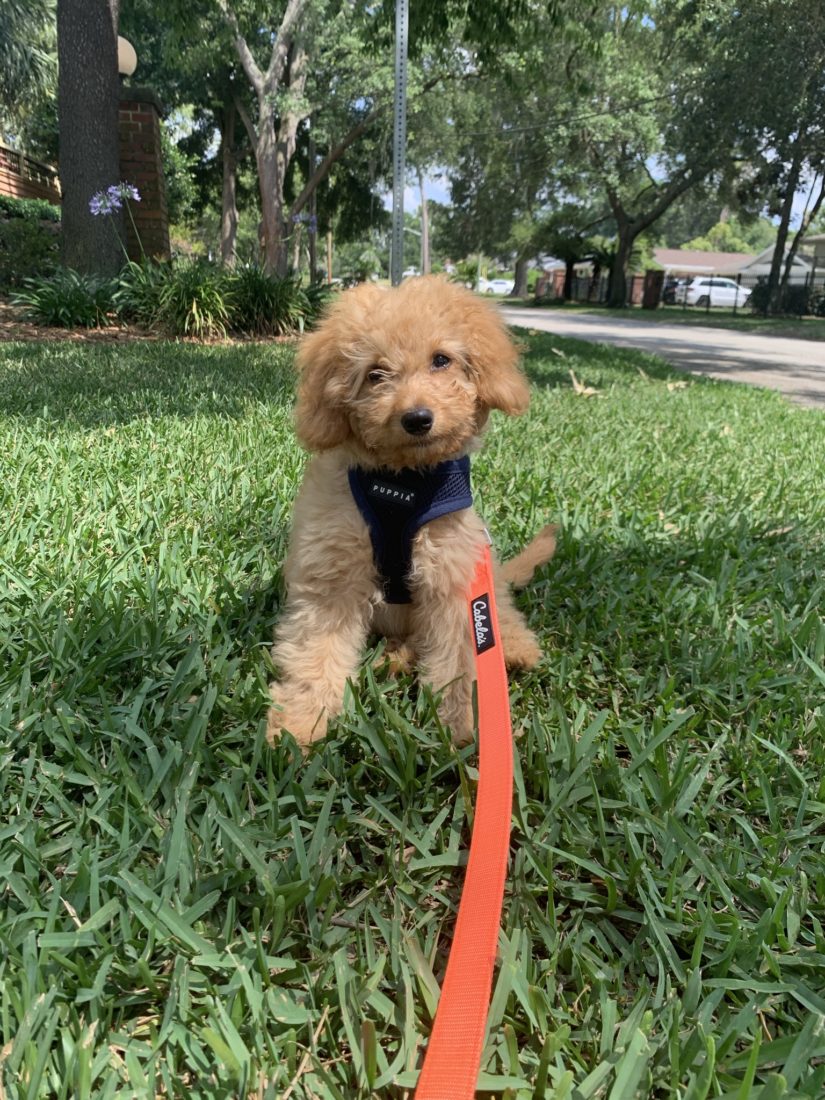 Walter, Micro Goldendoodle