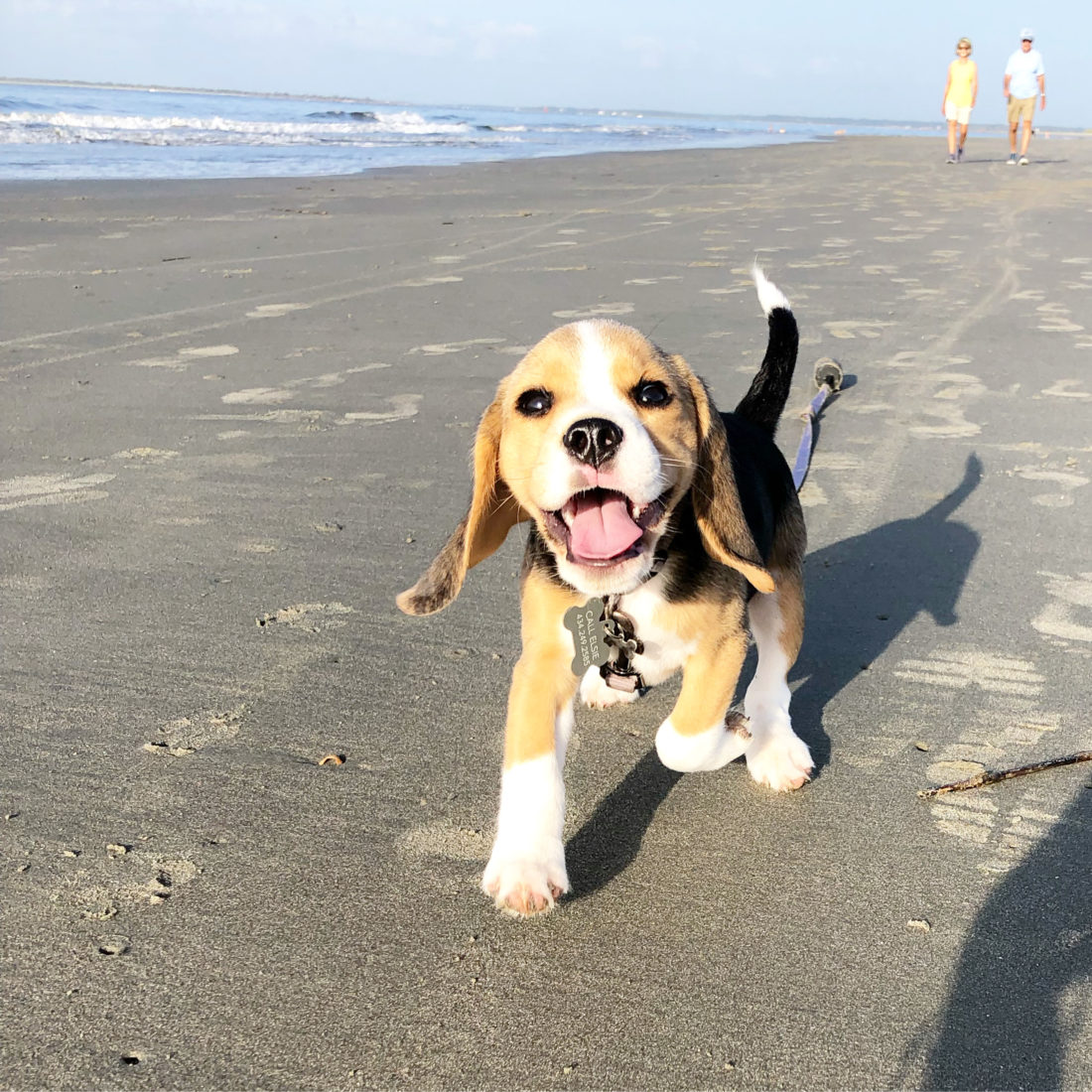 Piper, Beagle