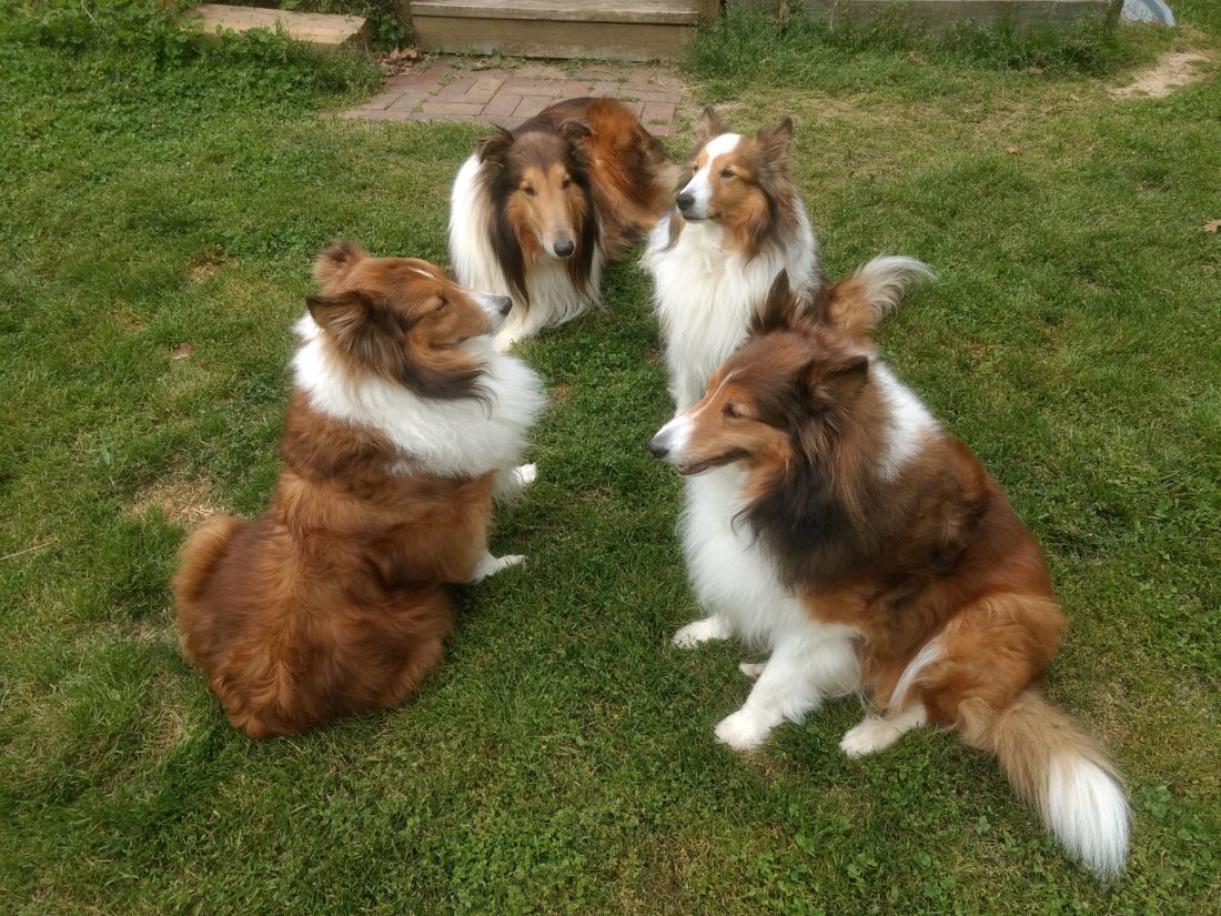 The gathering of the clan, Sheltie/ collie
