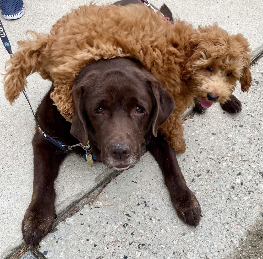 Leo and Willow, Lab and Australian Labradoodle