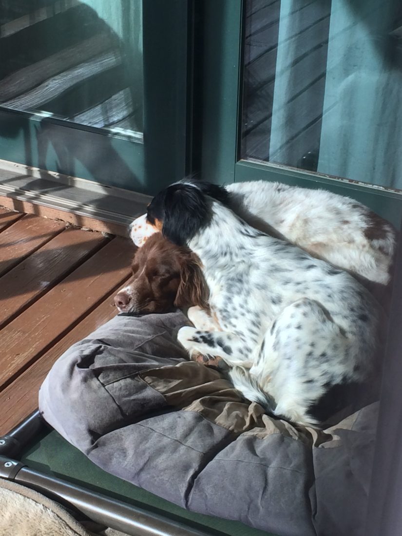 CLOVER & LiILLY, Brittany spaniel and English setter