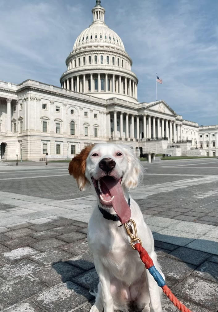 Penny, English Setter