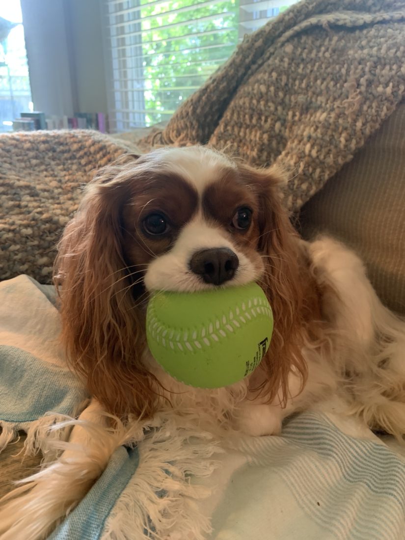 Nelson, Cavalier King Charles